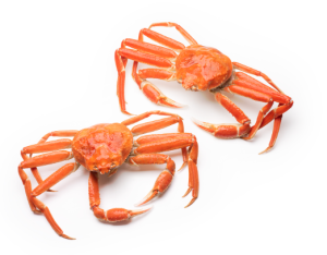 Snow Crabs